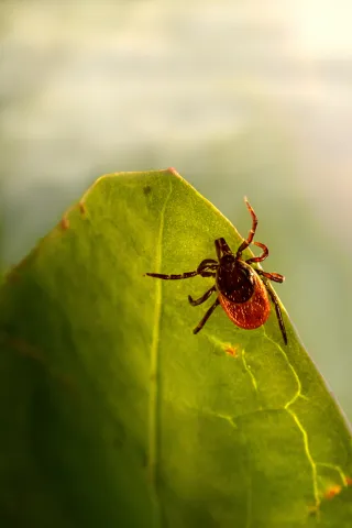  Tick on a green leaf