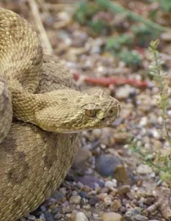 Prairie Rattlesnake (Royal Alberta Museum)